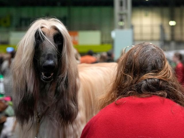 An Afghan Hound is groomed for showing in the judging ring on day three of Crufts.