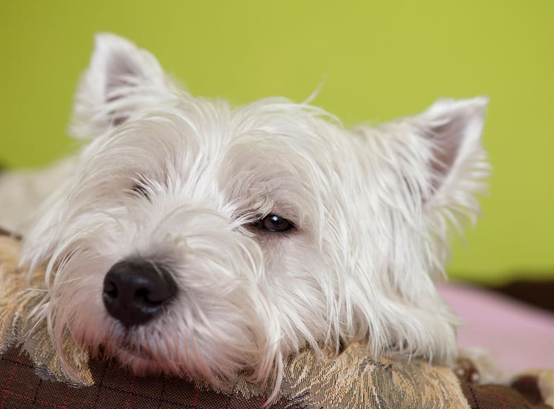 The West Highland White Terrier had 1,460 registrations in 2020, putting them in fourth spot. Commonly known as Westies, they need plenty of exercise to thrive.