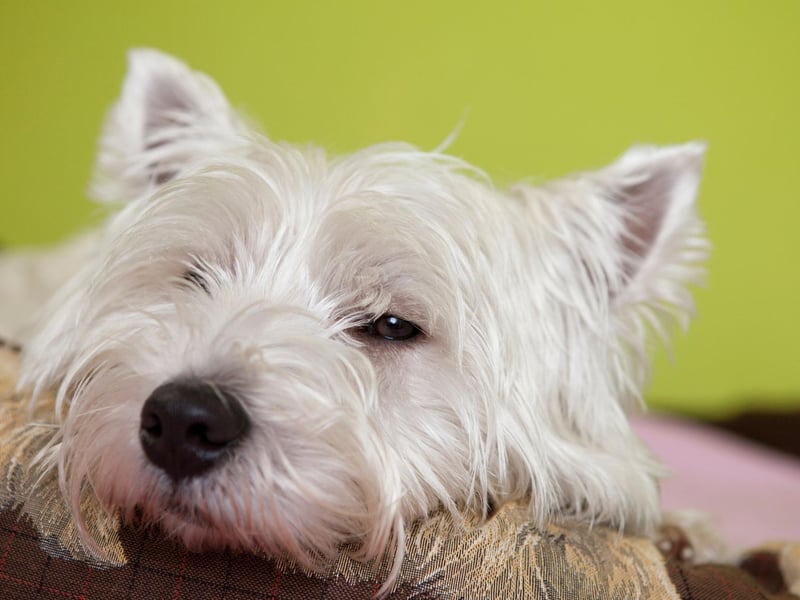 The West Highland White Terrier had 1,460 registrations in 2020, putting them in fourth spot. Commonly known as Westies, they need plenty of exercise to thrive.