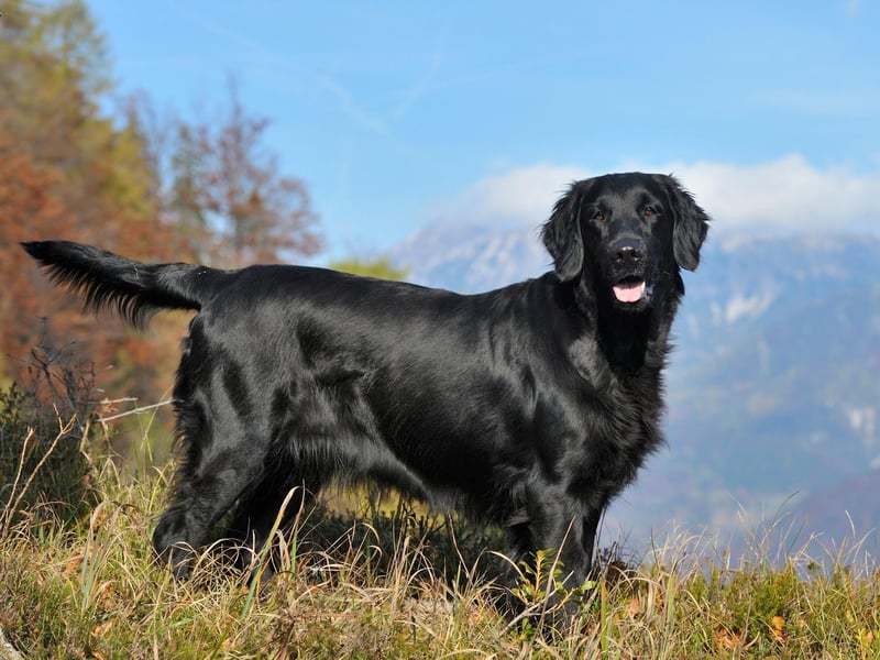Nicknamed the Peter Pan of dogs, this breed keeps their youthful puppy personalities well into old age.The Flat Coated Retriever is a bright, active, and outgoing dog which loves to please people.  With boundless energy due to their sporting background, they require at least two hours of exercise a day.