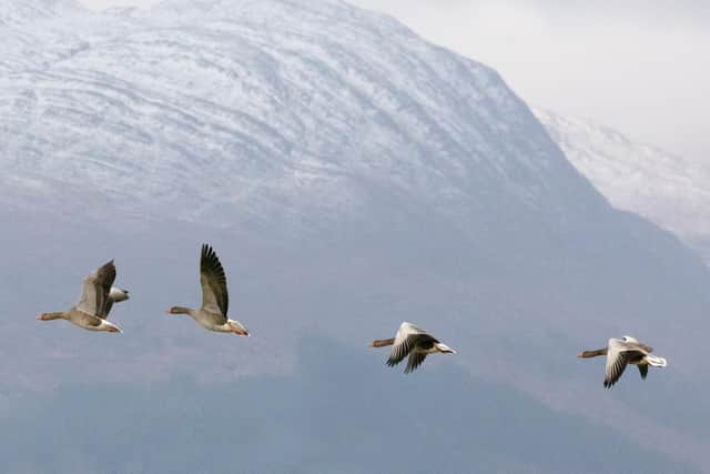 Greylag geese with Garbh Bheinn, Loch Sunart, Highland, Scotland.  
"You see great wildlife walking. Amazing. I saw all the geese coming into Gretna Green, crossing into Scotland. I guess the most spectacular thing was seeing two sea eagles with a fish in their talons flying over close to me, opposite Ballachulish and lots of otters, especially in the Rough Bounds. It became really magical. You see more wildlife at sunset - a family of seven otters close to where I was eating - and porpoises, beautiful things. 
That’s probably why the Rough Bounds have a special place in my heart, because there was this just amazing plethora of wildlife."