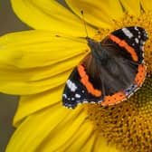 A red admiral butterfly and a honey bee pictured sharing a bright yellow sunflower in the autumn sunshine, in a sunflower field planted at Old Melrose in the Scottish Borders.
Picture Phil Wilkinson