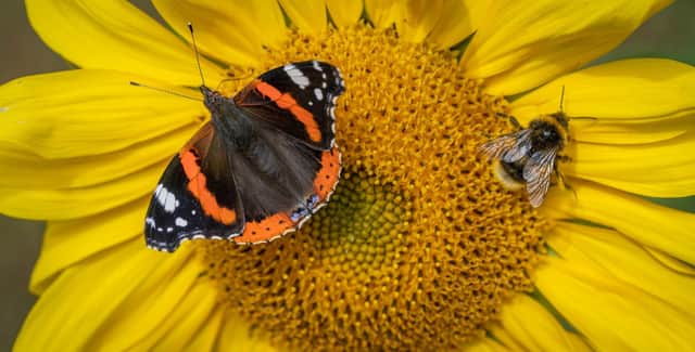 A red admiral butterfly and a honey bee pictured sharing a bright yellow sunflower in the autumn sunshine, in a sunflower field planted at Old Melrose in the Scottish Borders.
Picture Phil Wilkinson