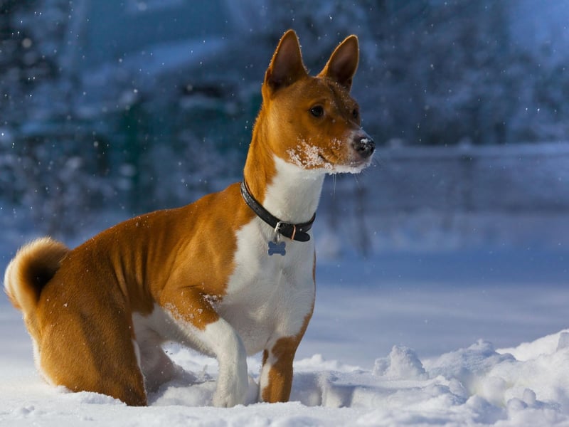 Famously the only breed of dog that doesn't bark (it makes an odd yodelling noise instead), the American Kennel Club advises that crate training is an obsolute must when it comes to this unusual breed. Characterised as "having a stubborn streak a mile wide" they use their notable intelligence to get what they want - even if it isn't what their owner wants.