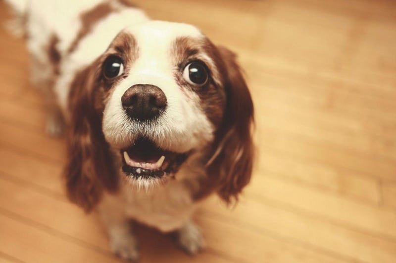 As puppies, you could be forgiven for mistaking a Cavalier King Charles Spaniels for a suddly stuffed toy. If treated well they present about the same level of danger to humans.