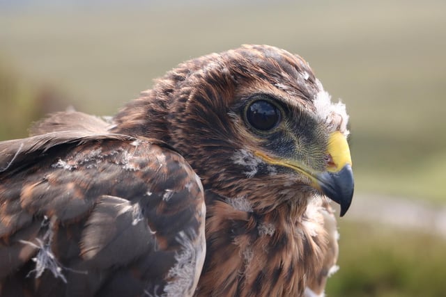Birds of prey have been enjoying breeding success at the NTS’s Mar Lodge Estate, with 32 chicks born to hen harriers – the country’s most persecuted raptor species – in just one season, making it the most productive year since the birds colonised the estate in 2016