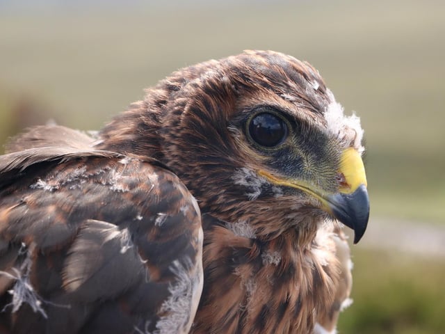 Birds of prey have been enjoying breeding success at the NTS’s Mar Lodge Estate, with 32 chicks born to hen harriers – the country’s most persecuted raptor species – in just one season, making it the most productive year since the birds colonised the estate in 2016