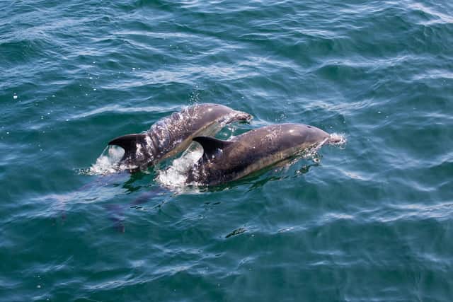The seas around the Treshnish isles are part of the Sea of the Hebrides marine protected area and home to abundant wildlife, including common dolphins