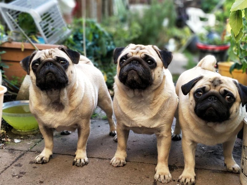 The adorably wrinkly Pug is a pretty sociable dog and gets on particularly well with other Pugs in their household. If you have more than one Pug you are the proud owner of a grumble of Pugs!