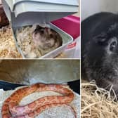 Scottish SCPA in pictures: Animal charity seeks home for small, often overlooked animals