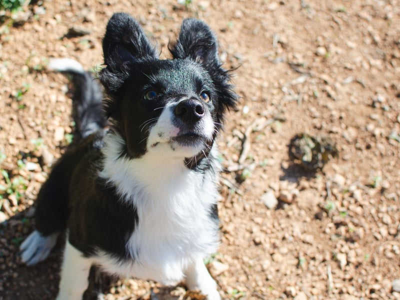 Completing our list of the ten most popular Border Collie names is Buddy. It's an English name, simply meaning 'friend'.