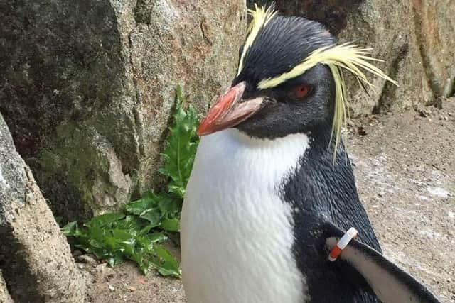 Edinburgh Zoo's oldest penguin has died after a fox broke into their enclosure. Photo Edinburgh Zoo