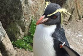 Edinburgh Zoo's oldest penguin has died after a fox broke into their enclosure. Photo Edinburgh Zoo
