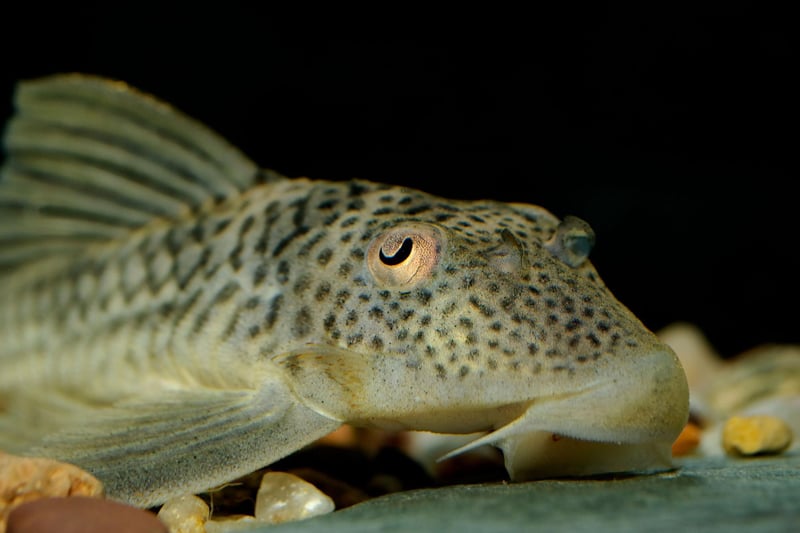 Also known as the Common Pleco, what the Suckermouth Catfish lacks in colour it makes up for usefulness. They are bottom feeders so hoover up any detritus in the gravel at the bottom of the aquarium.