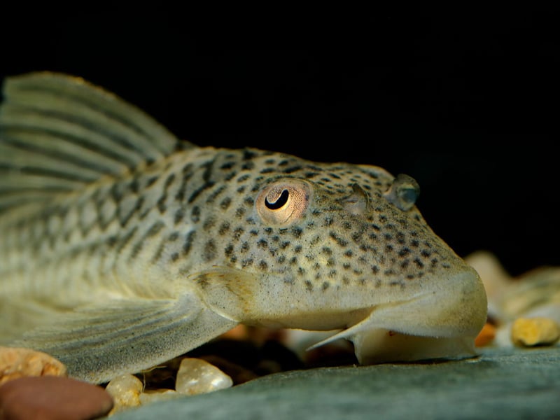Also known as the Common Pleco, what the Suckermouth Catfish lacks in colour it makes up for usefulness. They are bottom feeders so hoover up any detritus in the gravel at the bottom of the aquarium.