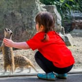 Sick Kids' patient Rosa Carter, four, interacts with the meerkats. Picture: Chris Watt Photography