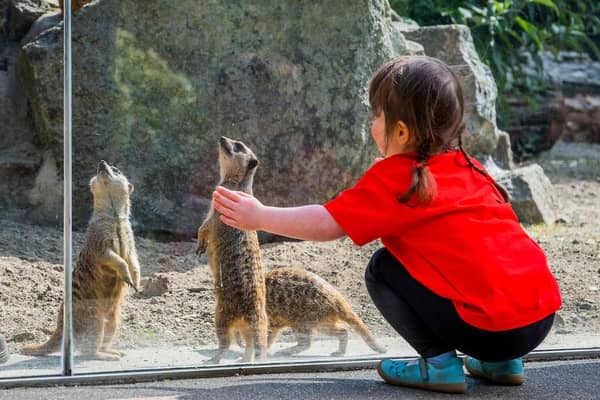 Sick Kids' patient Rosa Carter, four, interacts with the meerkats. Picture: Chris Watt Photography