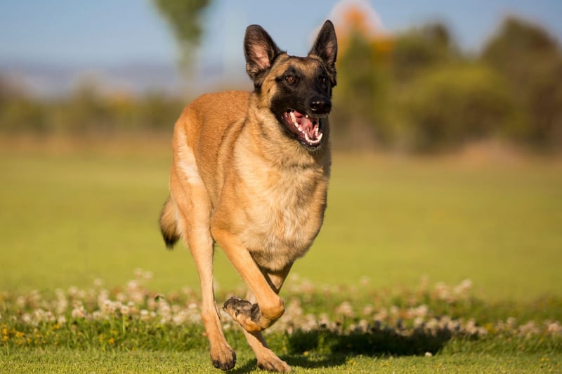 Originally bred to herd sheep in their native Belgium, the Belgian Malinois is increasingly becoming a popular pet in the UK - with registrations up 741 per cent since 1997.