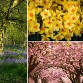 Spring 2022: When does spring start, when is the first day of the season - and what is the Spring equinox? (Image credit: Getty Images via Canva Pro)