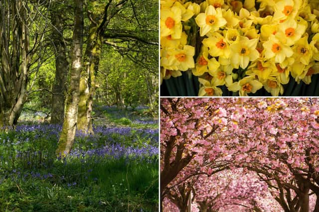 Spring 2022: When does spring start, when is the first day of the season - and what is the Spring equinox? (Image credit: Getty Images via Canva Pro)