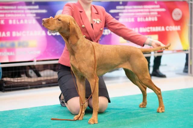 Some dog breeds are more likely to impress the judges at dog shows than others.