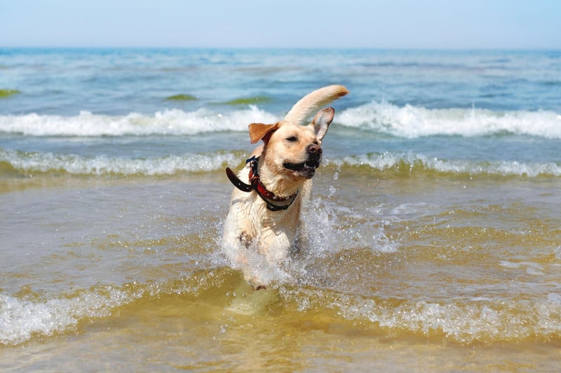 Starting with the most active dogs, the Labrador is a very friendly, loved and popular dog that requires a lot of physical activity. Alongside frequent walks by the beach or in the countryside, it also enjoys playing fetch (as the name suggests!) and splashing about in water. Just like Labradors, Golden Retrievers have a soft spot for swimming too. Both very active and clever, they can easily engage in strenuous activities – so make sure you make allowances for that.