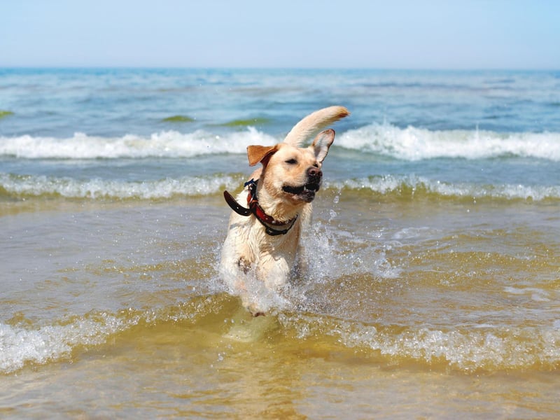 Starting with the most active dogs, the Labrador is a very friendly, loved and popular dog that requires a lot of physical activity. Alongside frequent walks by the beach or in the countryside, it also enjoys playing fetch (as the name suggests!) and splashing about in water. Just like Labradors, Golden Retrievers have a soft spot for swimming too. Both very active and clever, they can easily engage in strenuous activities – so make sure you make allowances for that.