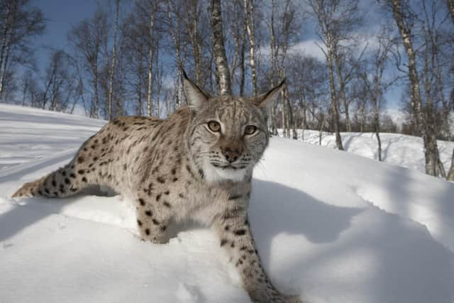 Results of a year-long consultation suggest Scots are not yet ready to bring back the lynx, but future reintroduction is not out of the question -- and would hinge on broad public support for the move. Picture: Peter Cairns/Scotland: The Big Picture