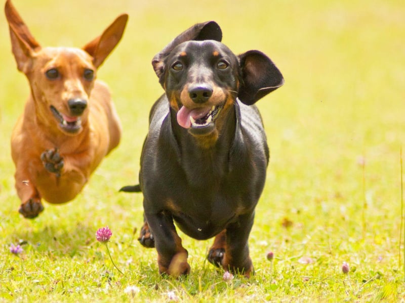 There are no shortage of Dachshunds called Peggy, according to the research. The name means 'pearl' so is perfect for these precious pups.
