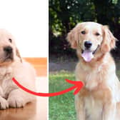 Certain dogs have bigger than average growth spurts from puppyhood to full-grown adult.