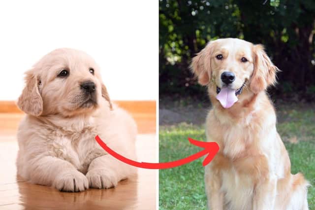 Certain dogs have bigger than average growth spurts from puppyhood to full-grown adult.
