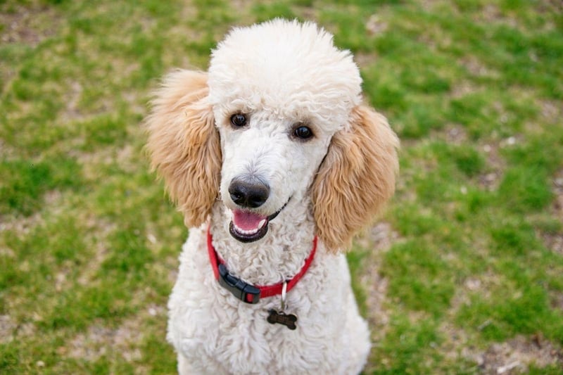 Poodles - Standard, Miniature, or Toy - have every attribute needed to make a great companion dog. They are hugely intelligent and loving, easy to train, only need walked once a day, and only need groomed once a month.