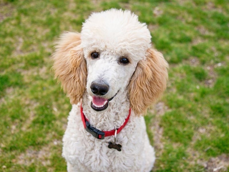 Poodles - Standard, Miniature, or Toy - have every attribute needed to make a great companion dog. They are hugely intelligent and loving, easy to train, only need walked once a day, and only need groomed once a month.