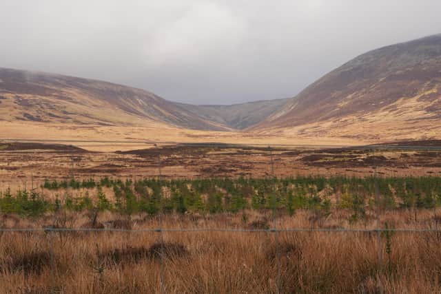 Young trees planted at Rottal, while the moorland will remain managed as moorland (pic: Katharine Hay)