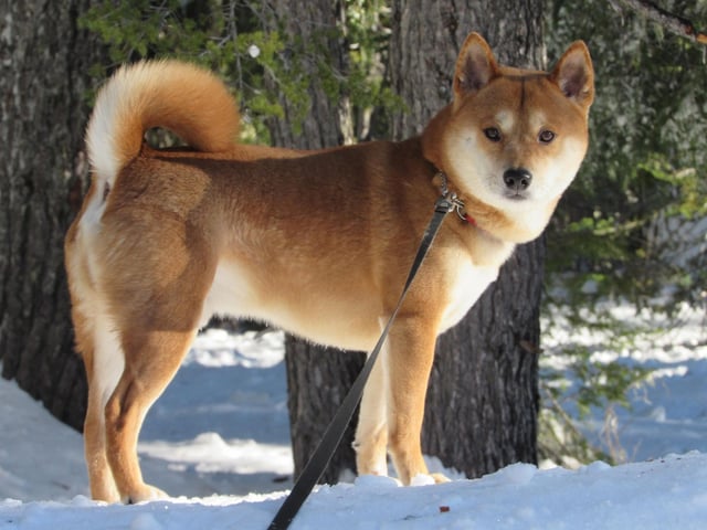 In 2004 a Shiba Inu named Mari became a national hero when an earthquake hit the Japanese village of Yamakoshi. When her family’s home collapsed, Mari carried her puppies to safety and then woke her owner who managed to free himself from under a fallen cabinet. A Japanese movie was made based on the rescue called “A Tale of Mari and Her Three Puppies”.