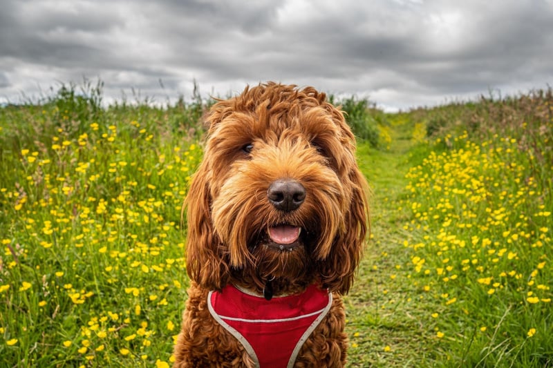 The trendy and popular Cockapoo - a dog crossbred from a Cocker Spaniel and a Poodle - is next most expensive, with an average price tag of £2,471.