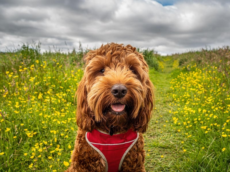 The trendy and popular Cockapoo - a dog crossbred from a Cocker Spaniel and a Poodle - is next most expensive, with an average price tag of £2,471.