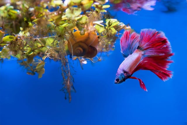 The Betta Fish is one of the best species to keep in a small aquarium as in their native Southeast Asia they live in the shallow muddy water of paddy fields - this is not a fish used to expansive clear waters. They are also very colourful but can be aggressive to other types of fish so are best kept by themselves.