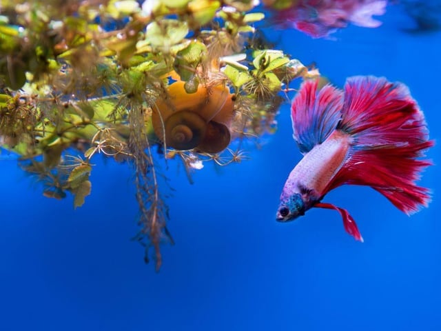 The Betta Fish is one of the best species to keep in a small aquarium as in their native Southeast Asia they live in the shallow muddy water of paddy fields - this is not a fish used to expansive clear waters. They are also very colourful but can be aggressive to other types of fish so are best kept by themselves.