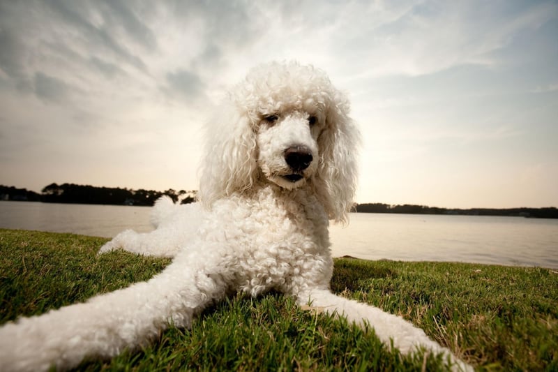 Coming in three adorable sizes - Toy, Miniature and Standard - Poodles of all types have been viewed 3.4 billion times on TikTok.