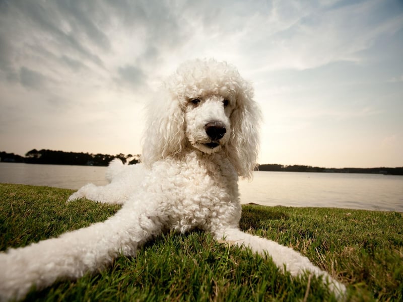 Coming in three adorable sizes - Toy, Miniature and Standard - Poodles of all types have been viewed 3.4 billion times on TikTok.