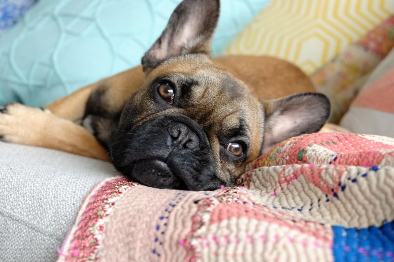 The French Bulldog is currently the second most popular dog in the UK and is perfect for flat dwellers. They require little exercise, love being in close quarters with their owners and bark very little.