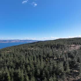 Sitka spruce forests have been controversial for their reputation as being large monocultures and a non-native species, but commercial forestry groups insist on their importance for timber production (pic: Goldcrest Land and Forestry)