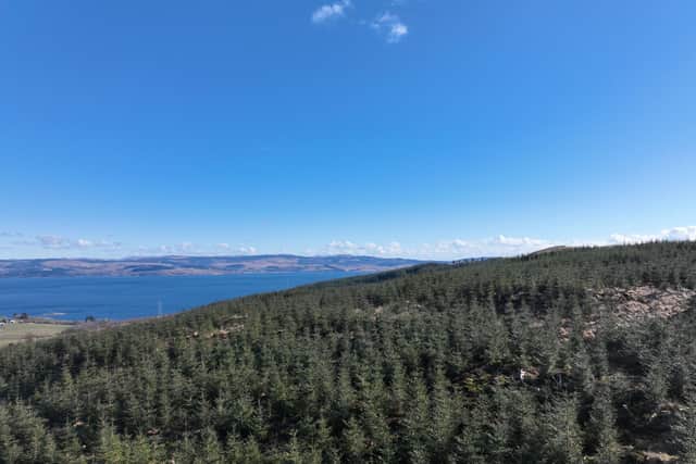 Sitka spruce forests have been controversial for their reputation as being large monocultures and a non-native species, but commercial forestry groups insist on their importance for timber production (pic: Goldcrest Land and Forestry)