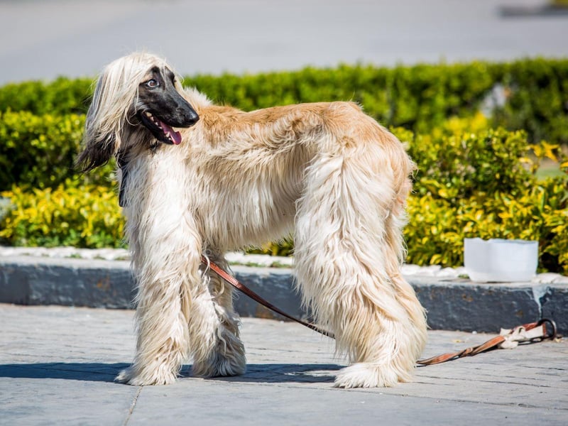 The supermodel of the canine world, the Afghan Hound has an amazing, flowing coat of hair. It doesn't stay that way for long without attention though, with regular brushing and bathing required to maintain their luscious locks.