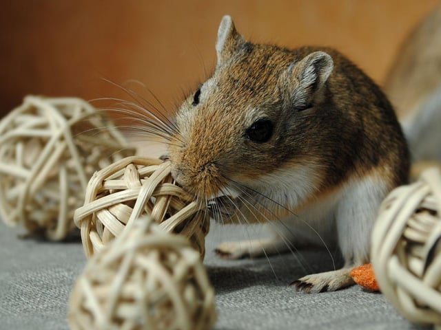 Not as popular as they once were, gerbils are owned by around 0.4 per cent of UK homes. Also known as the desert rat, they originally come from the sandy plains of the Middle East, Africa and Asia.