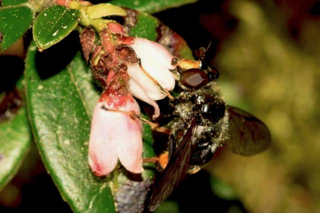 A pine hoverfly that has been spotted in the wild in Britain for the first time in nearly a decade following conservation efforts. Picture: Rare Invertebrates in the Cairngorms (RIC)/PA Wire