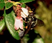 A pine hoverfly that has been spotted in the wild in Britain for the first time in nearly a decade following conservation efforts. Picture: Rare Invertebrates in the Cairngorms (RIC)/PA Wire