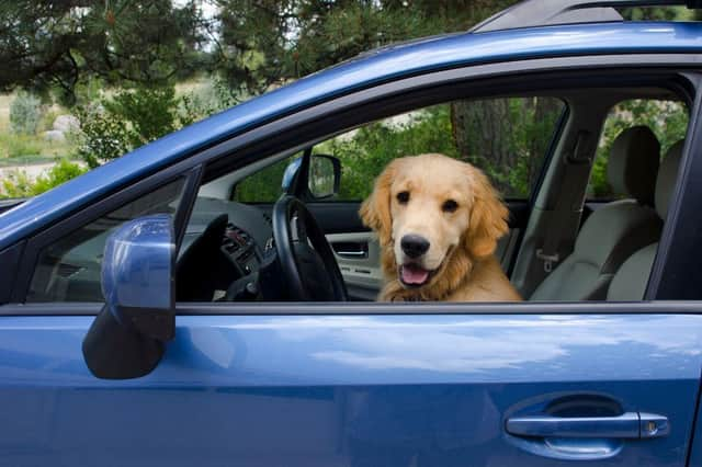 Some dogs are more comfortable on four wheels than others.