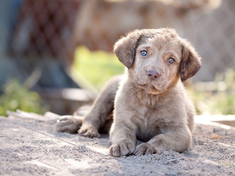 Two dogs rescued from a shipwreck in Maryland in 1807 are the descendents of the modern Chesapeake Bay Retrievers. Called Sailor and Canton, they bred with local dogs and the rest is history.